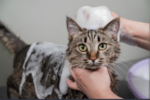 Essential Bath Supplies For Clean Pets