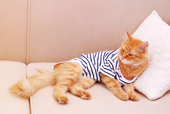 Best Stylish & Comfort Pet Clothes For All Season