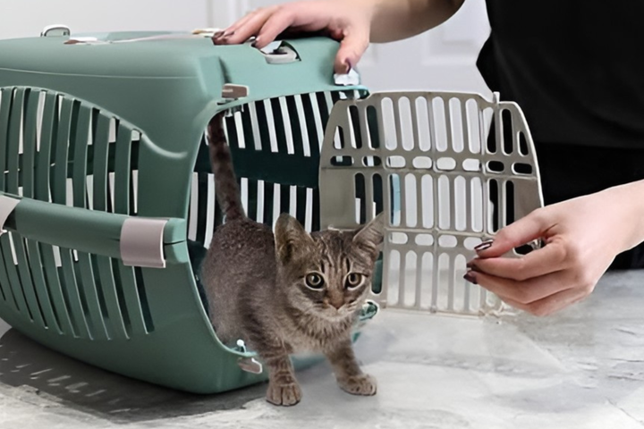 Choosing The Right Pet Carrier FOR SAFE PET WALK
